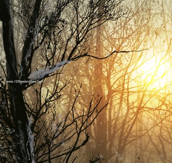 Tree Branch