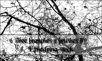 Tree Branches