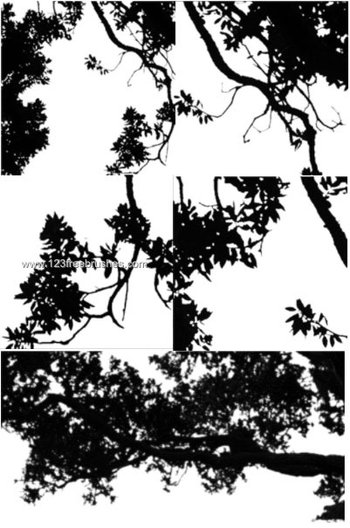 Tree Branches