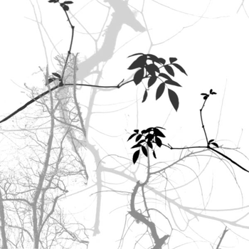 Tree Branches