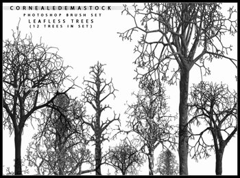 Tree Silhouette