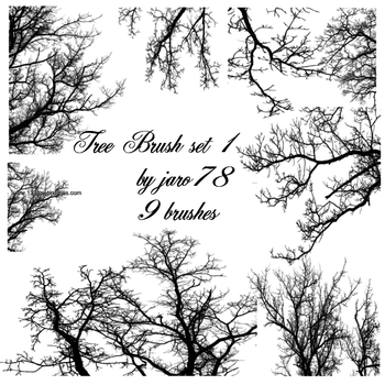 Tree Silhouettes