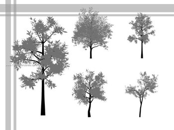 Tree Silhouettes