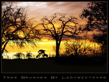 Tree Silhouettes