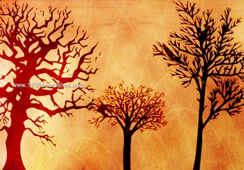 Tree Silhouettes
