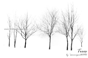 Tree Silhouettes