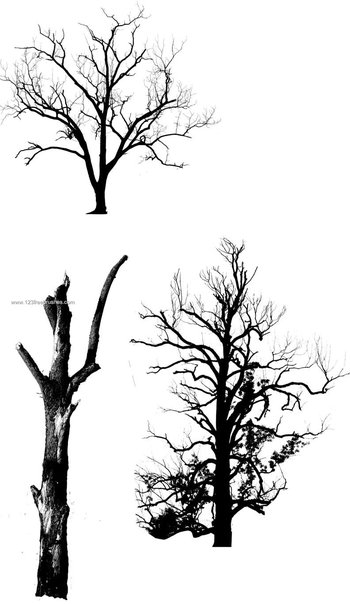 Tree Silhouettes