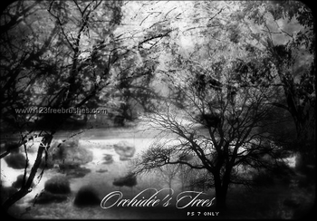 Tree Silhouettes