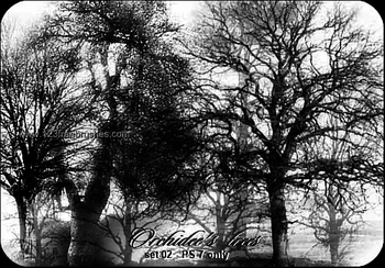 Tree Silhouettes