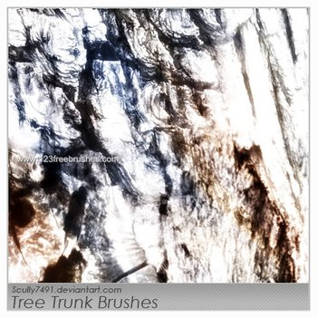 Tree Trunk