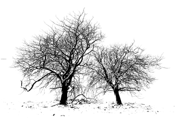 Two Trees