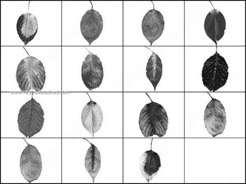 Leaves Brushes