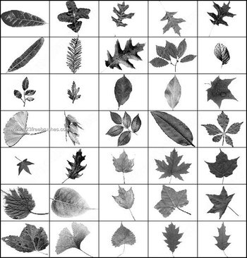 Free Leaves Brush Pack