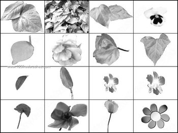 Flowers and Leaves Brushes