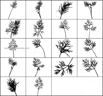 Dill Brushes – Free Foliage Photoshop Brush