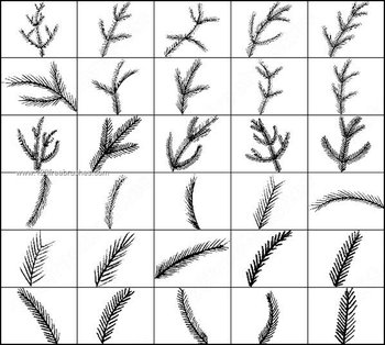 Pine Brushes Photoshop